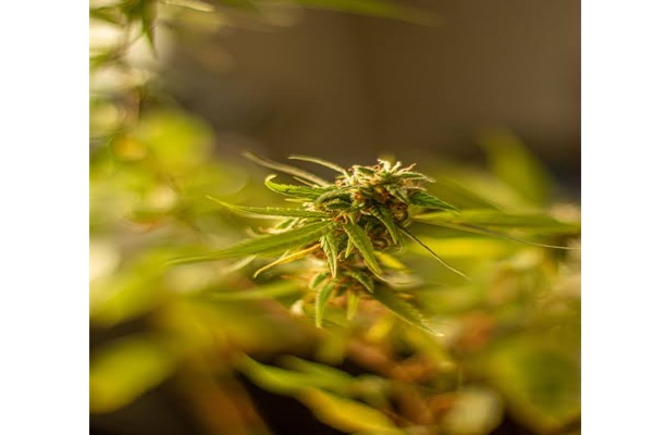 Wholesale CBD